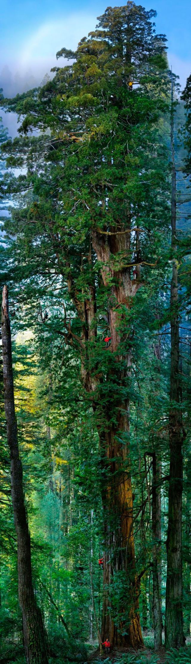 national geographic redwoods