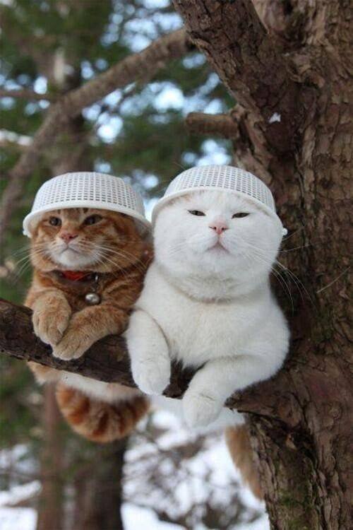 two funny cats