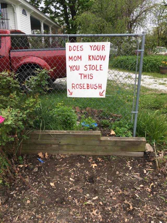 grass - Does Your Mom Know You Stole This Rosebush 1