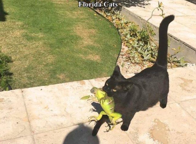 Florida Cat bringing lizard iguana in its mouth