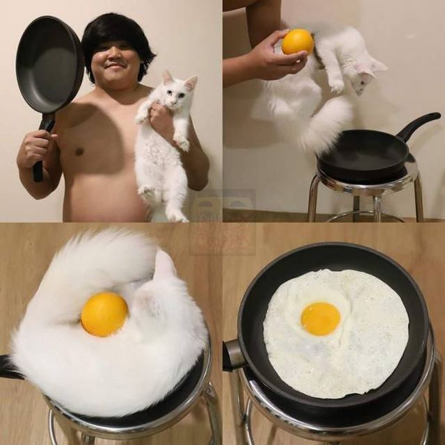 guy who turns cute white cat and lemon into fried egg pan
