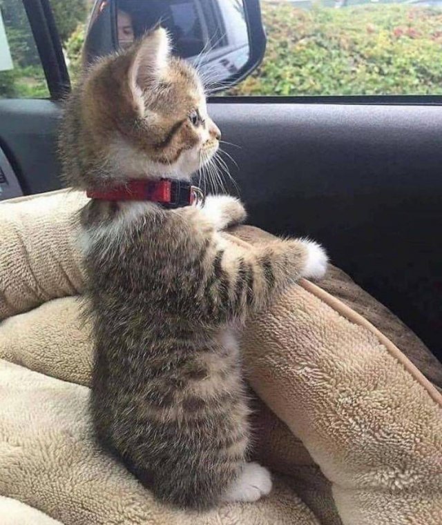 cute kitten animal looking out of window