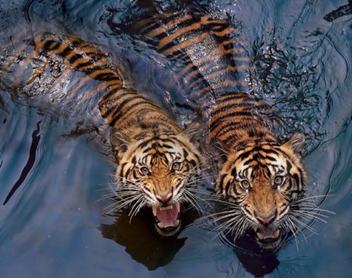 tigers swimming