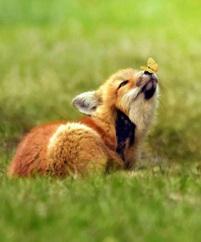 cute fox