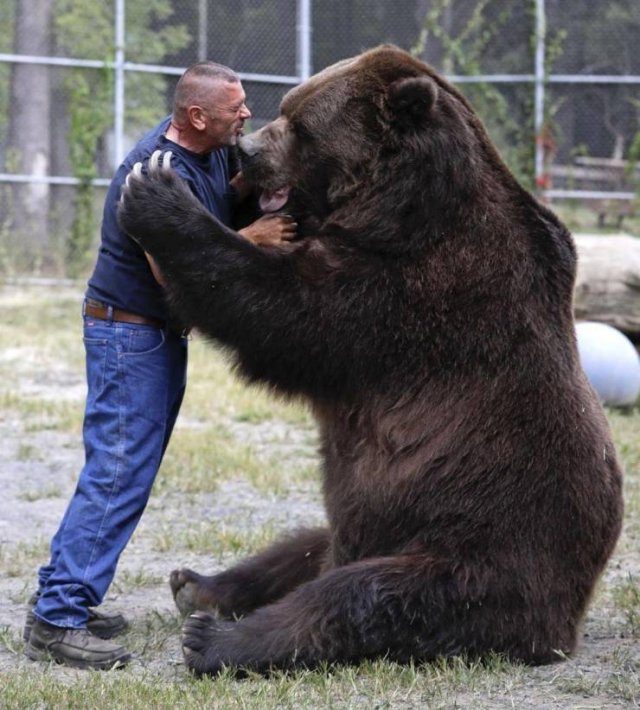 jimbo kodiak bear