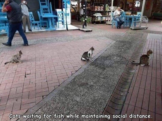 pet - Cats waiting for fish while maintaining social distance.