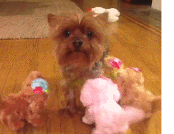 many toy dogs gif