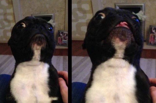 derpy french bulldog