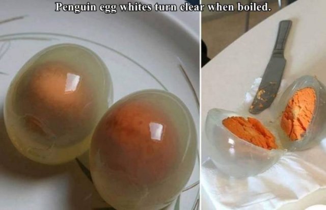 boiled penguin egg - Penguin egg whites turn clear when boiled.