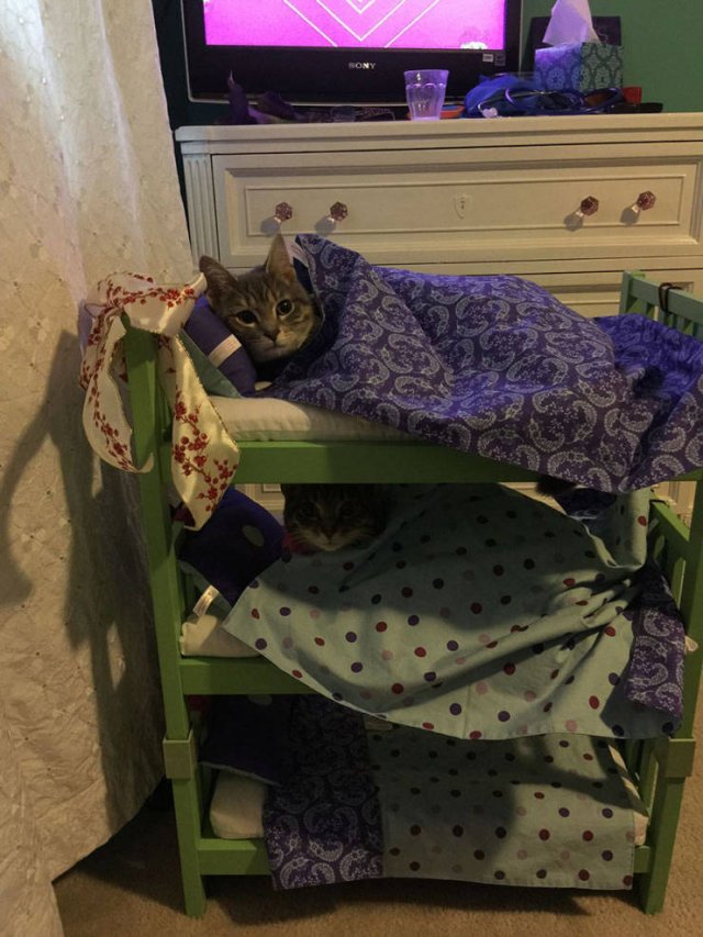 cat bunk bed