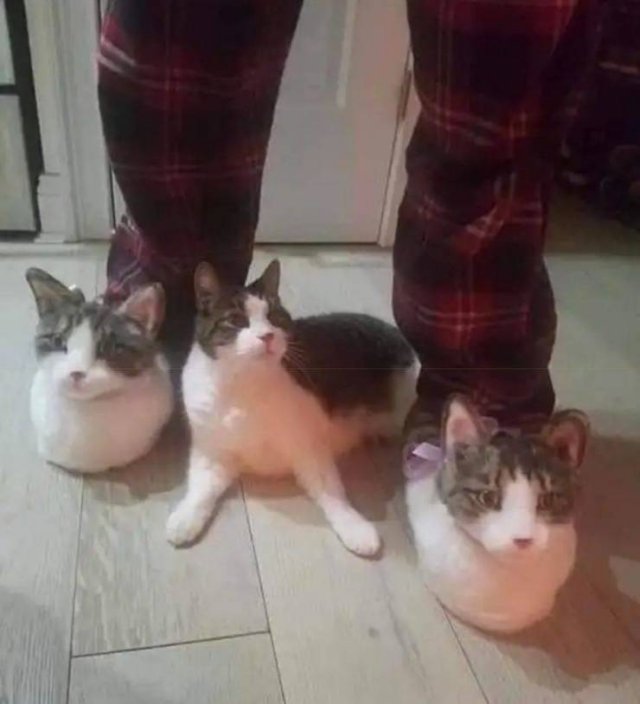 cat slippers