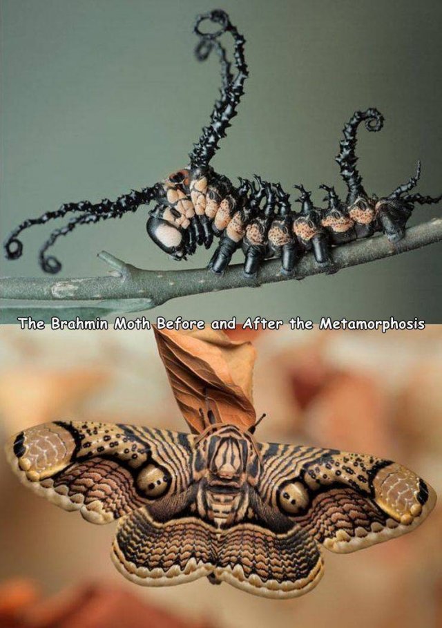 brahmin moth - The Brahmin Moth Before and After the Metamorphosis