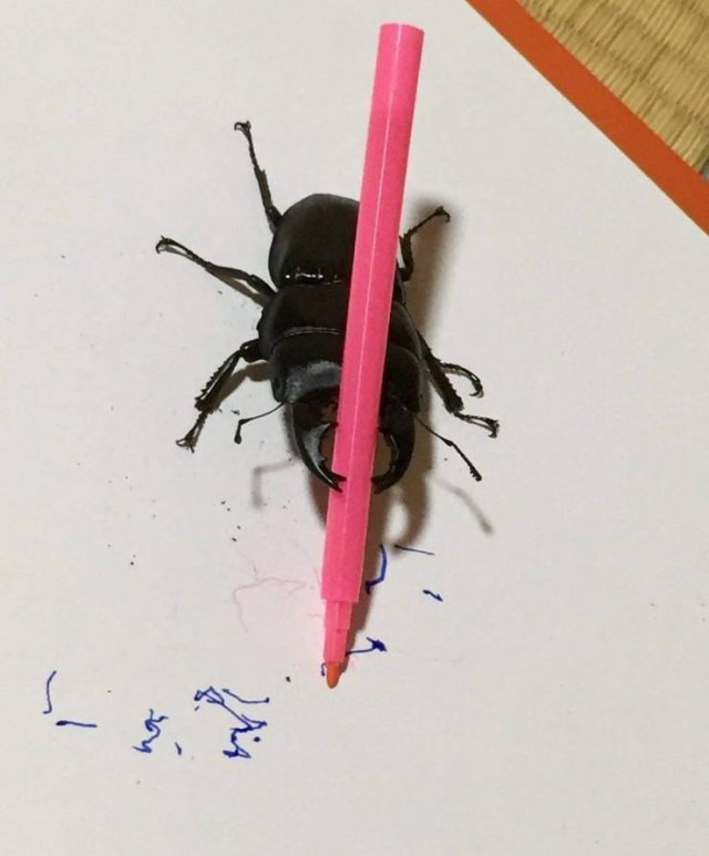 artistic beetle - 34