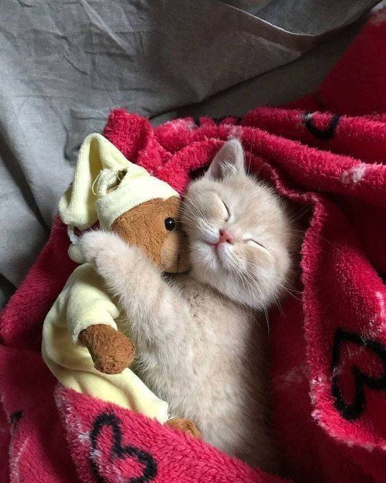 chaton avec son doudou
