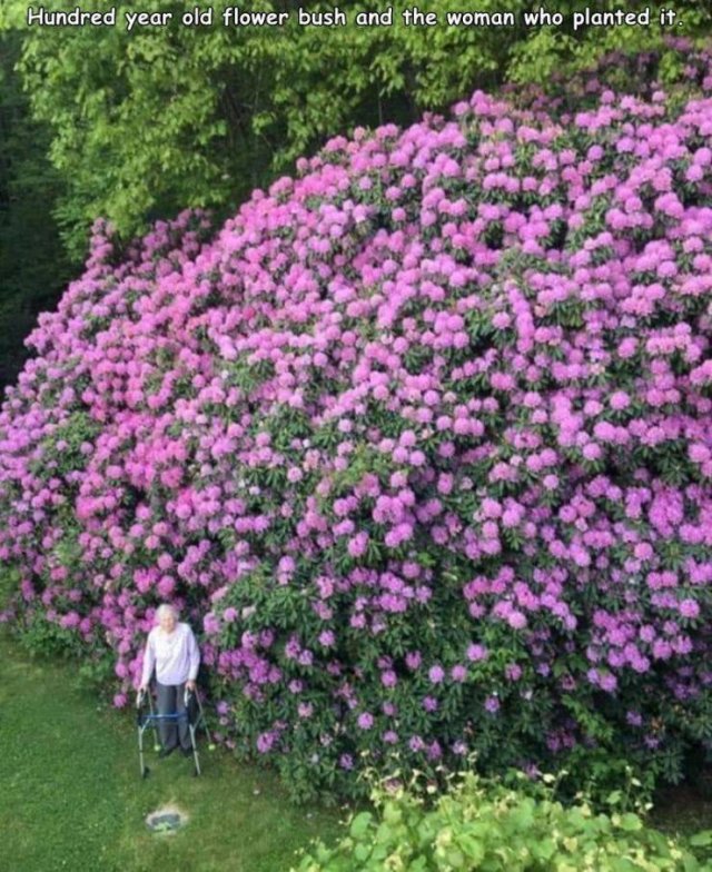 Plants - Hundred year old flower bush and the woman who planted it.