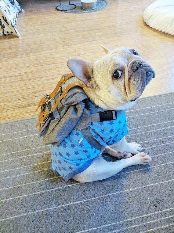 dogs with backpacks