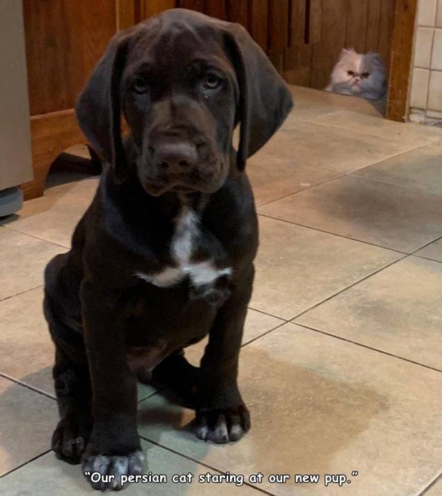 cane corso - "Our persian cat staring at our new pup.