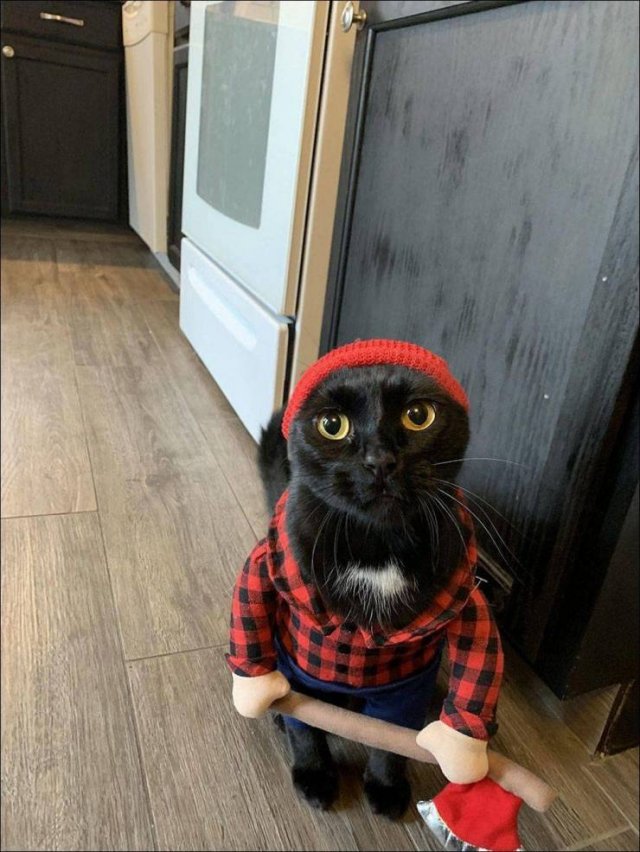 cat lumberjack costume