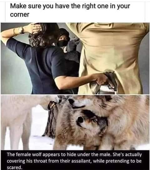 female wolf hides under male - Make sure you have the right one in your corner The female wolf appears to hide under the male. She's actually covering his throat from their assailant, while pretending to be scared.