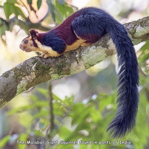 exotic squirrels - The Malabar Giant Squirrel found in parts of India.