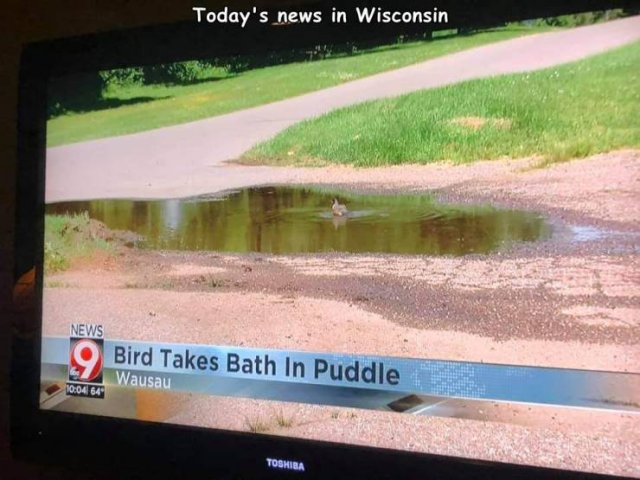 water resources - Today's news in Wisconsin News 9 Bird Takes Bath In Puddle Wausau 64 Toshiba