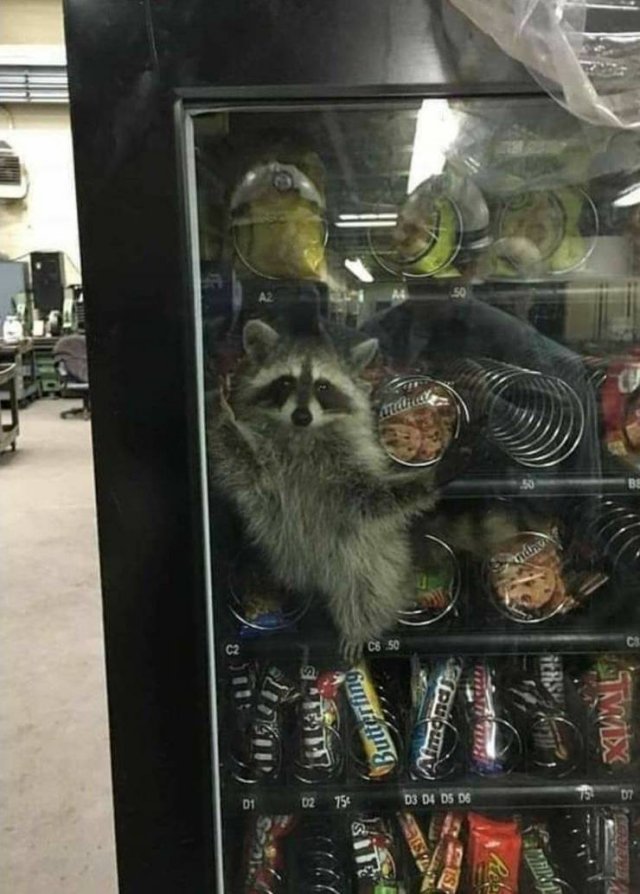 racoon in vending machine - C2 Cb 50 S Butt ring Vonand X 9 02 754 D3 D4 Ds Ds Ceiros Si