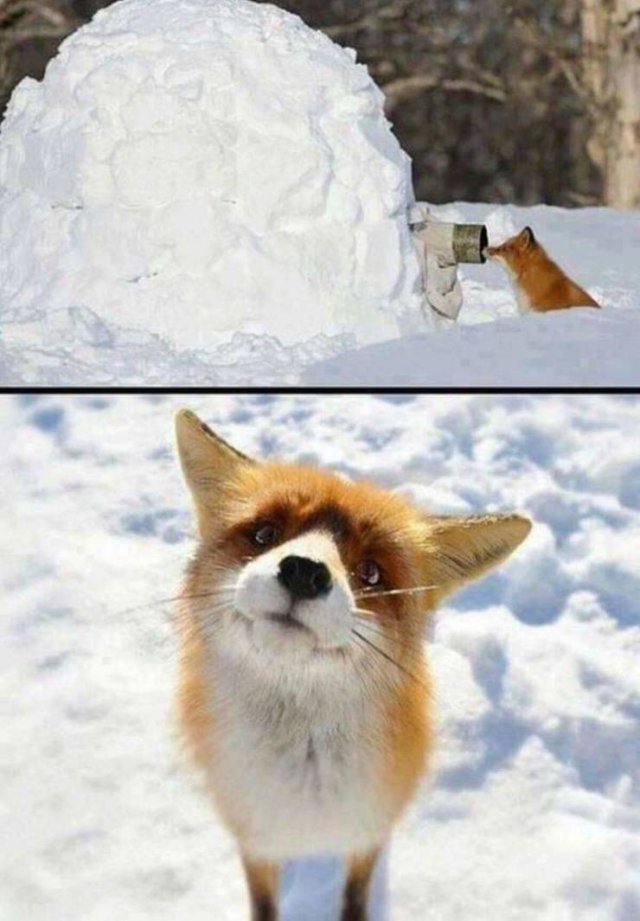 cute fox pets