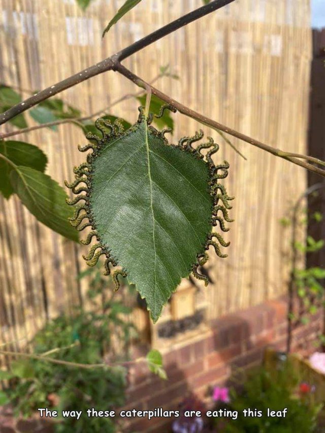 Caterpillar - 22 The way these caterpillars are eating this leaf