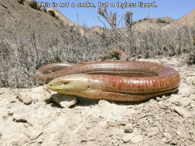 This is not a snake, but a legless lizard.