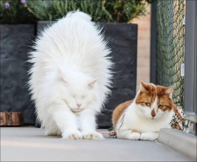 two cats stretching