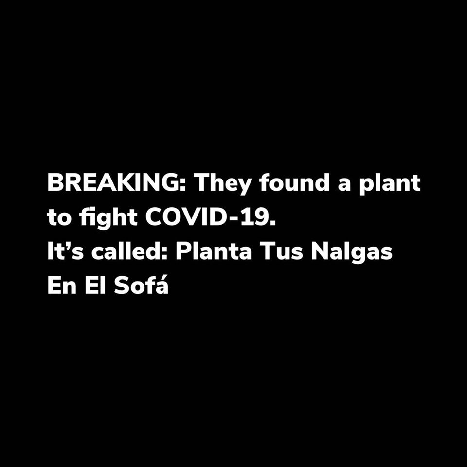 monochrome - Breaking They found a plant to fight Covid19. It's called Planta Tus Nalgas En El Sof
