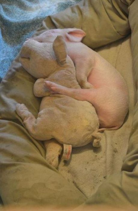 snuggly pigs