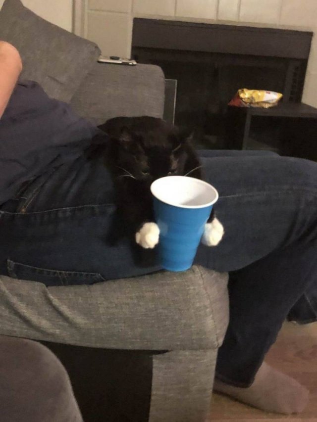 cat cup holder