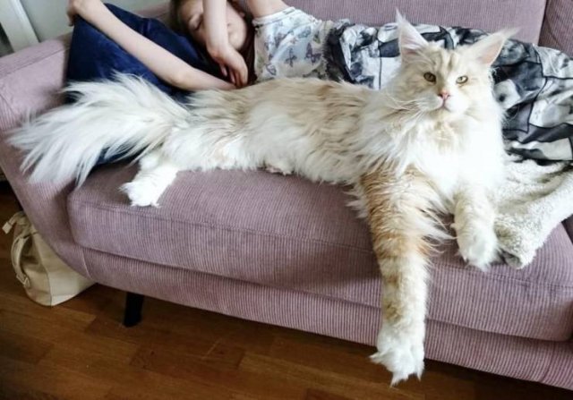 maine coon