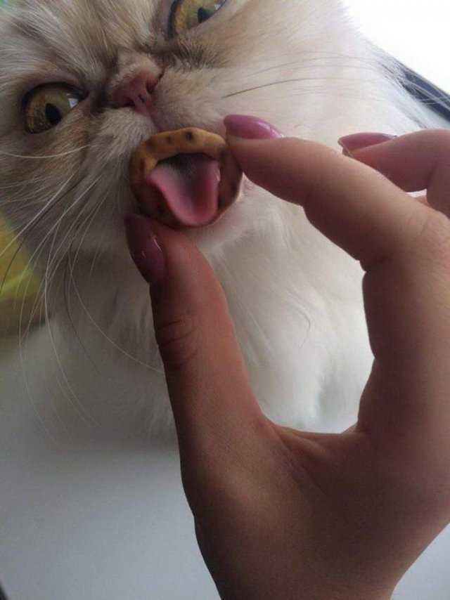 Cat tongue