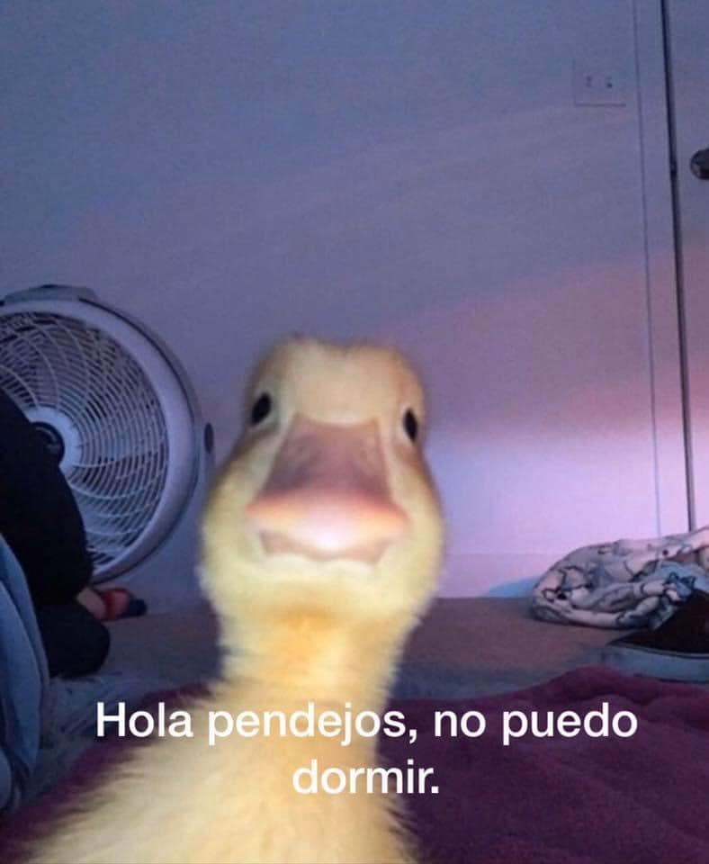 duck looking at camera meme