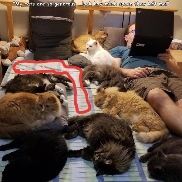 photo caption - "My cats are so generous...look how much space they left mel"