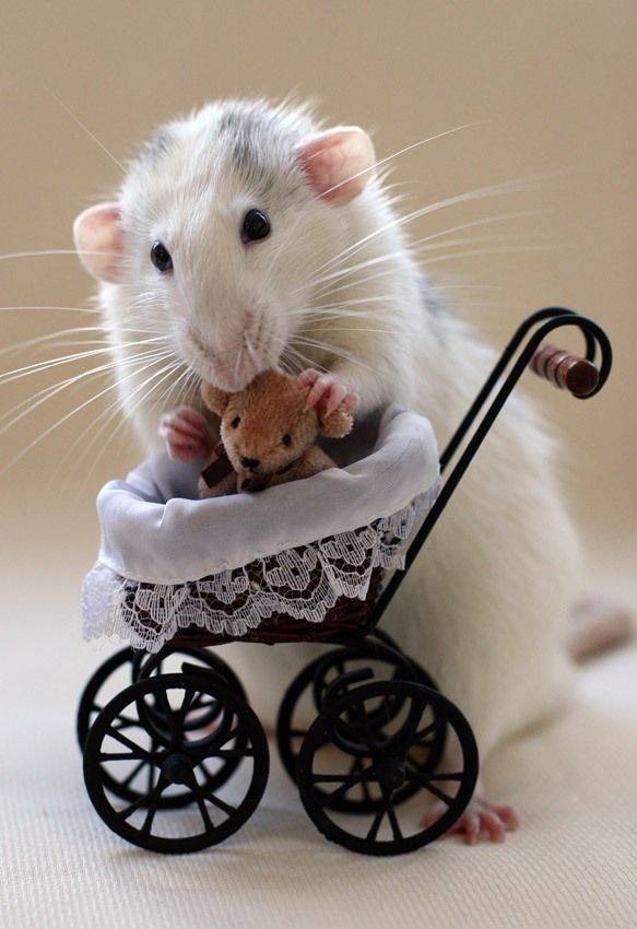 rats with teddy bears