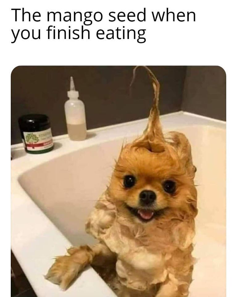 reddit dog bath - The mango seed when you finish eating