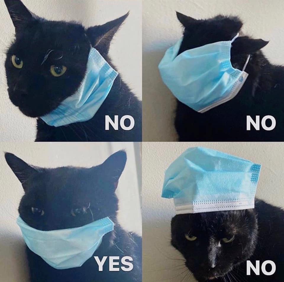 black cat - No No Yes No