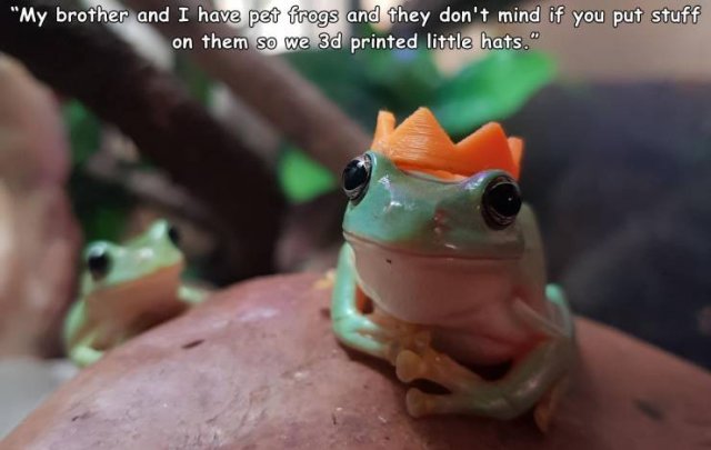 tree frog - "My brother and I have pet frogs and they don't mind if you put stuff on them so we 3d printed little hats."