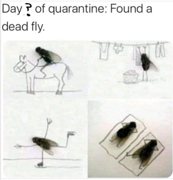 day 7 of quarantine found a dead fly - Day? of quarantine Found a dead fly W