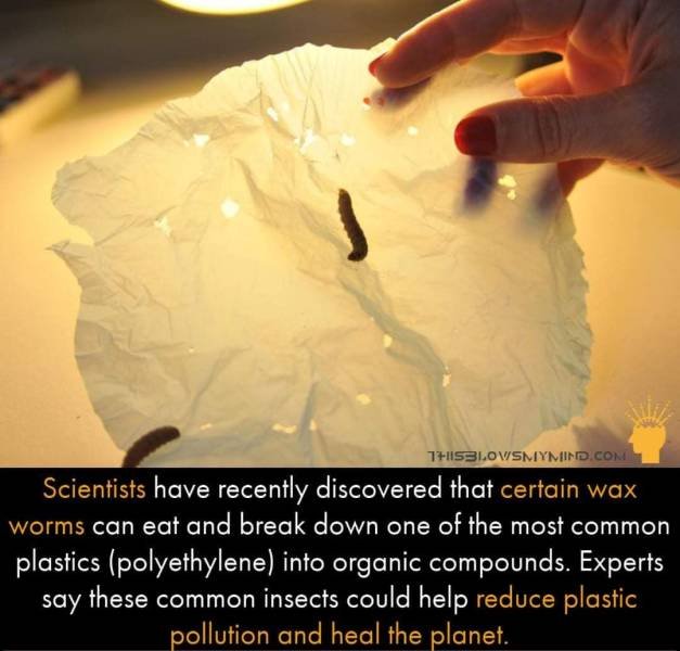 hand - 11153LOVSMIYMIND.Com Scientists have recently discovered that certain wax worms can eat and break down one of the most common plastics polyethylene into organic compounds. Experts say these common insects could help reduce plastic pollution and hea