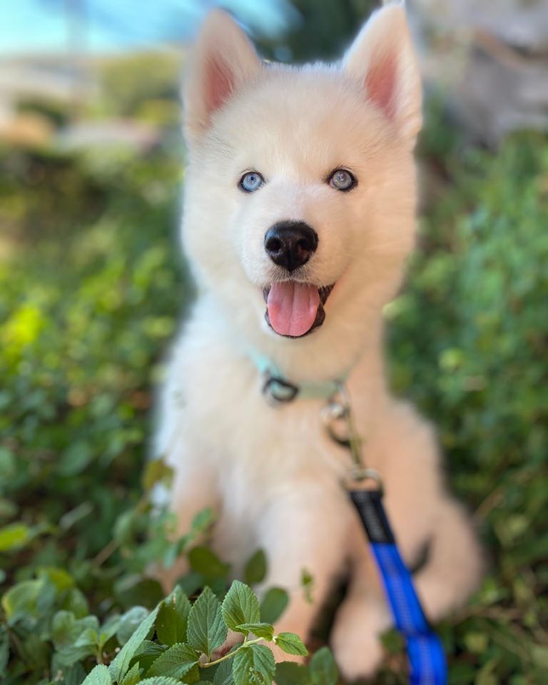 sakhalin husky