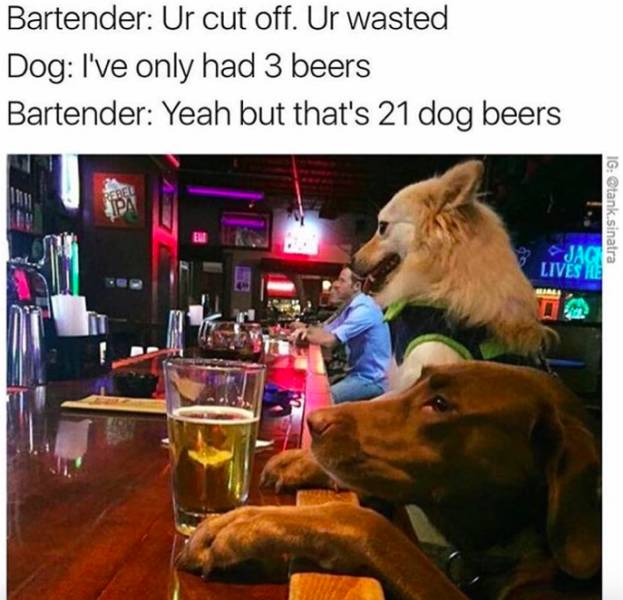 bar dog meme - Bartender Ur cut off. Ur wasted Dog I've only had 3 beers Bartender Yeah but that's 21 dog beers Rebel Ig sinatra JAC5 Lives He