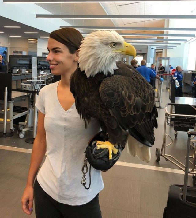 bald eagle airport reddit -