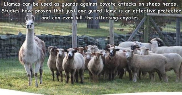 llama protecting sheep - Llamas can be used as guards against coyote attacks on sheep herds. Studies have proven that just one guard llama is an effective protector and can even kill the attacking coyotes.