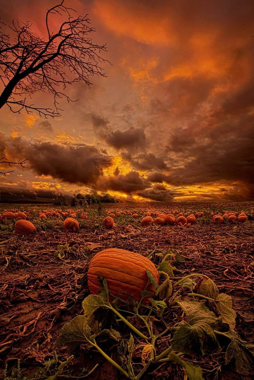 pumpkin patch scenery