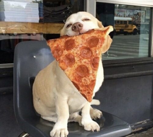 dog eating pizza gif