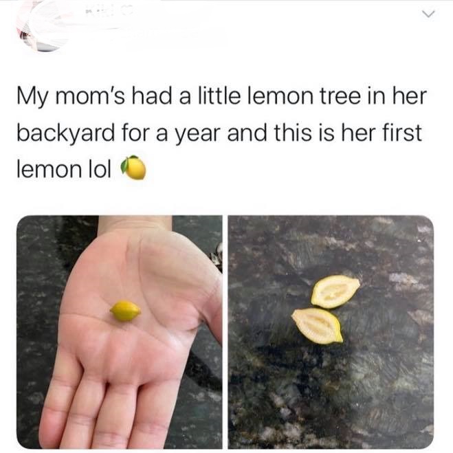 hand - My mom's had a little lemon tree in her backyard for a year and this is her first lemon lol